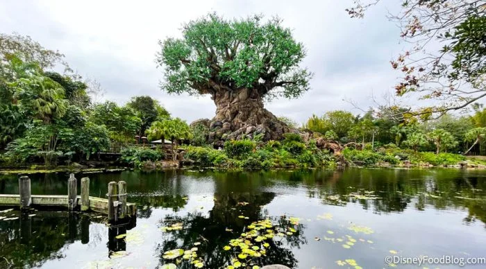 2022-wdw-disney-world-atmo-ak-tree-of-life-discovery-river-stock-700x388.webp