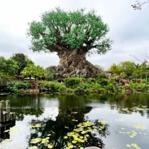 2022-wdw-disney-world-atmo-ak-tree-of-life-discovery-river-stock-700x388.webp